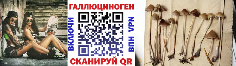 дарнет шоп  Строитель  Галлюциногенные грибы GOLDEN TEACHER 